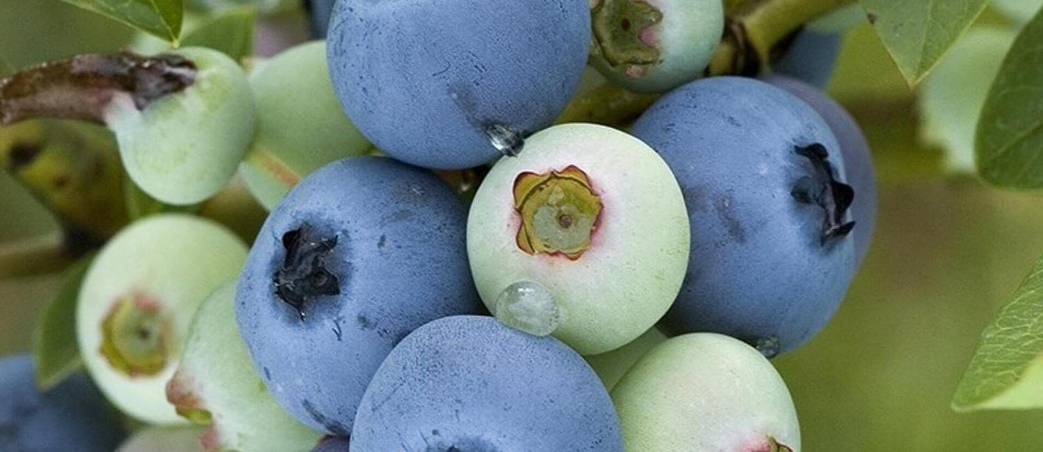 ხილის ბუჩქების გაშენება ამერიკული მოცვის კამჩატკას კენკრა ყიდვა ნერგები პოლონეთი